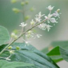 China Patchouli oil - China Supplier China Patchouli oil - China Supplier
