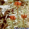 China Rhodiola Extract - China Supplier China Rhodiola Extract - China Supplier
