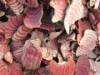China Suberect Spatholobus Stem Extact - China Supplier China Suberect Spatholobus Stem Extact - China Supplier
