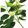 China Patchouli oil - China Supplier China Patchouli oil - China Supplier