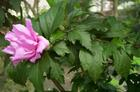 China Shrubalthea Bark Extract - China Supplier