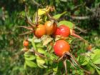 China Rosehips Extract - China Supplier China Rosehips Extract - China Supplier
