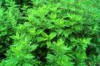 China Wormwood Leaf Extract - China Supplier China Wormwood Leaf Extract - China Supplier