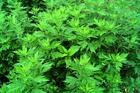 China Wormwood Leaf Extract - China Supplier