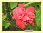 China Safflower Extract - China Supplier China Safflower Extract - China Supplier