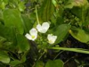 China Alisma Extract - China Supplier China Alisma Extract - China Supplier
