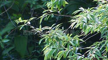 China Salicin - China Supplier China Salicin - China Supplier