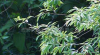 China Salicin - China Supplier China Salicin - China Supplier