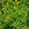 China Hairyvein Agrimonia Herb Extract - China Supplier China Hairyvein Agrimonia Herb Extract - China Supplier
