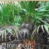 China Saw Palmetto Extract - China Supplier China Saw Palmetto Extract - China Supplier