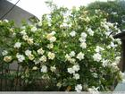 China Cape Jasmine Fruit Extract - China Supplier China Cape Jasmine Fruit Extract - China Supplier