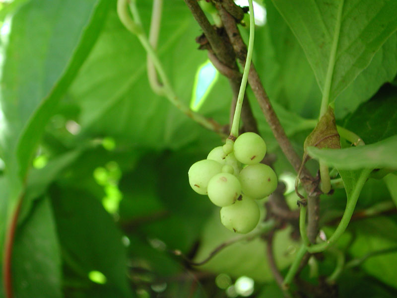 China Schisandra Extract - China Supplier China Schisandra Extract - China Supplier