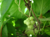 China Schisandra Extract - China Supplier China Schisandra Extract - China Supplier