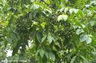 China Phellodendron Extract - China Supplier
