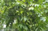 China Phellodendron Extract - China Supplier China Phellodendron Extract - China Supplier