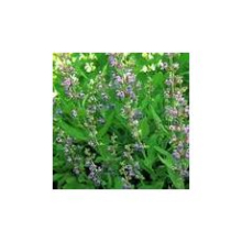 China Sclareol - China Supplier
