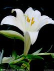 China Lily Extract - China Supplier China Lily Extract - China Supplier
