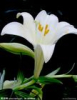 China Lily Extract - China Supplier China Lily Extract - China Supplier