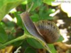 China Snail protein powder - China Supplier China Snail protein powder - China Supplier