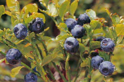 China Bilberry Extract - China Supplier