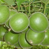 China Luo Han Guo Extract - China Supplier China Luo Han Guo Extract - China Supplier