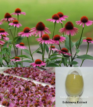 China Echinacea purpurea extract powder - China Supplier