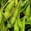 China Soy bean Extract - China Supplier China Soy bean Extract - China Supplier