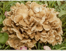 China Maitake mushroom extract - China Supplier