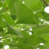 China Ginkgo Biloba Extract - China Supplier China Ginkgo Biloba Extract - China Supplier