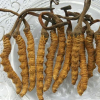 China Cordyceps Sinensis Extract - China Supplier China Cordyceps Sinensis Extract - China Supplier