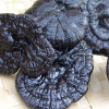 China Reishi Mushroom Extract - China Supplier China Reishi Mushroom Extract - China Supplier