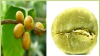 China Green coffee bean extract - China Supplier China Green coffee bean extract - China Supplier