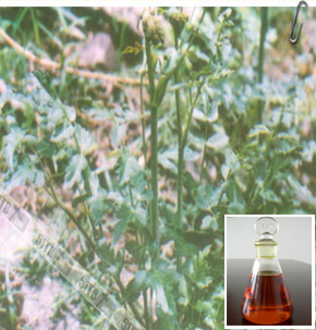 China Notopterygium root oil - China Supplier China Notopterygium root oil - China Supplier