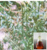 China Notopterygium root oil - China Supplier China Notopterygium root oil - China Supplier