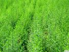 China Southernwood Oil - China Supplier