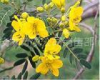 China Senna Leaf Extract - China Supplier China Senna Leaf Extract - China Supplier