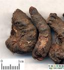 China Bistort Rhizome Extract - China Supplier China Bistort Rhizome Extract - China Supplier