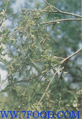 China Sessile stemona root Extract - China Supplier China Sessile stemona root Extract - China Supplier
