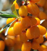 China Seabuckthorn Oil - China Supplier