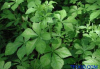 China Siberian Ginseng Extract - China Supplier China Siberian Ginseng Extract - China Supplier