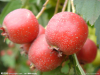 China HawthornExtractPowder - China Supplier China HawthornExtractPowder - China Supplier