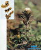 China Swordlike atractylodes rhizome Extrac - China Supplier China Swordlike atractylodes rhizome Extrac - China Supplier