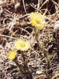 Butterbur extract petasites