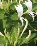 Honeysuckle extract