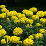 Marigold Extract Liquid