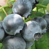 Blueberry Extract