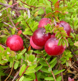 Cranberry Extract