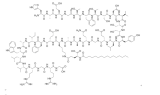 Liraglutide