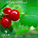 Sweet tea plant extract