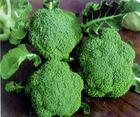 Brocolife broccoli etract
